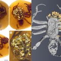 Stulbinantis radinys gintaro gabalėlyje – prieš 100 milijonų metų sustingusi voro patelė ir būrys jos jauniklių