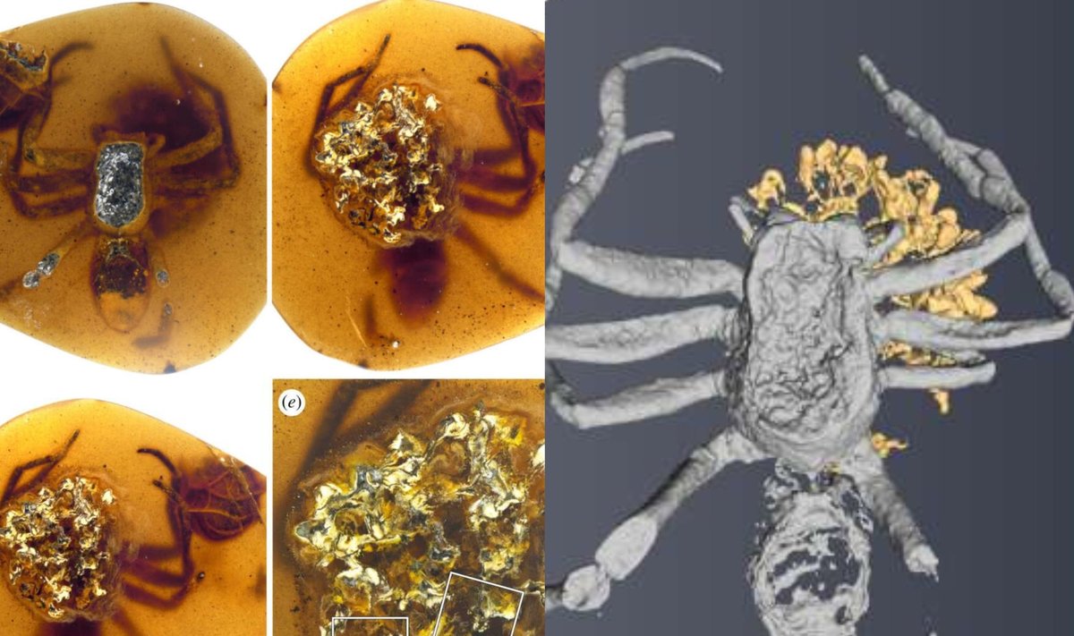 Mokslininkai analizavo keturis gintaro gabalus ir aptiko seniausius žinomus vorų motiniško elgesio įrodymus. Xiangbo Guo iliustr.