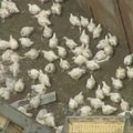 Australijoje apsivertė tūkstančius gyvų viščiukų gabenęs sunkvežimis