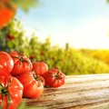 Patiko agurkai ir pomidorai – kaip paruošti jų sėklas kitam sezonui