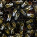 Masinės bičių mirtys Lietuvą aplenkia