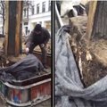 В Каунасе рабочие безжалостно обрубили корни дерева