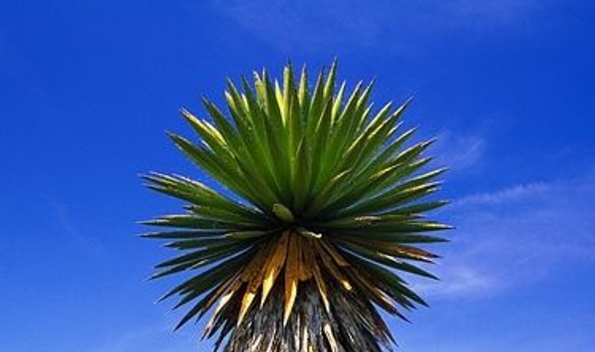 Meksika, kaktusas