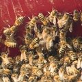 Šiaulių miesto savivaldybėje įsikūrė bičių spiečius