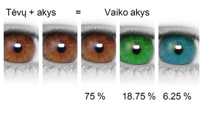 Dominuojantys akių genai