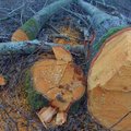 Tęsiasi tyrimas dėl Rusnėje iškirstų medžių: išmatuota apie 4,5 tūkst. kelmų