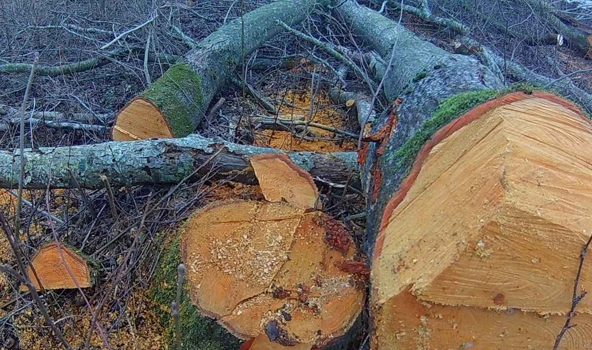 Iškirsti medžiai Rusnėje