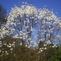 Magnolijos – vienas seniausių augalų pasaulyje