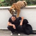 Stebėtinas mielumas: puma ir tigras glaustosi kaip kačiukai