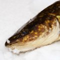 Metas atsigriebti už rudenį: žvejai vėl gali gaudyti vėgėles