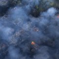 Pareigūnai: Miško gaisras Černobylio zonoje užgesintas