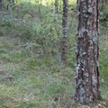 Miške dingusį grybautoją po paros rado, įtariama, nužudytą