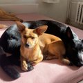 Lauros namuose šilumą ir meilę surado net trys šunys iš prieglaudos