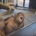 Pamatęs triuką orangutangas iš juoko nugriuvo ant žemės