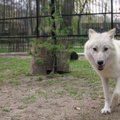 Zoologijos sode apsigyveno arktiniai vilkai