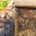 Vieniems tai košmaras, bet mokslininkai negali nustoti džiūgavę: aptiko gigantišką vorų lizdą