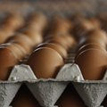 Instrukcija vartotojui: kaip patikrinti, ar kiaušinis šviežias
