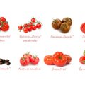 Pomidorai: rūšių daug ir visi skirtingi