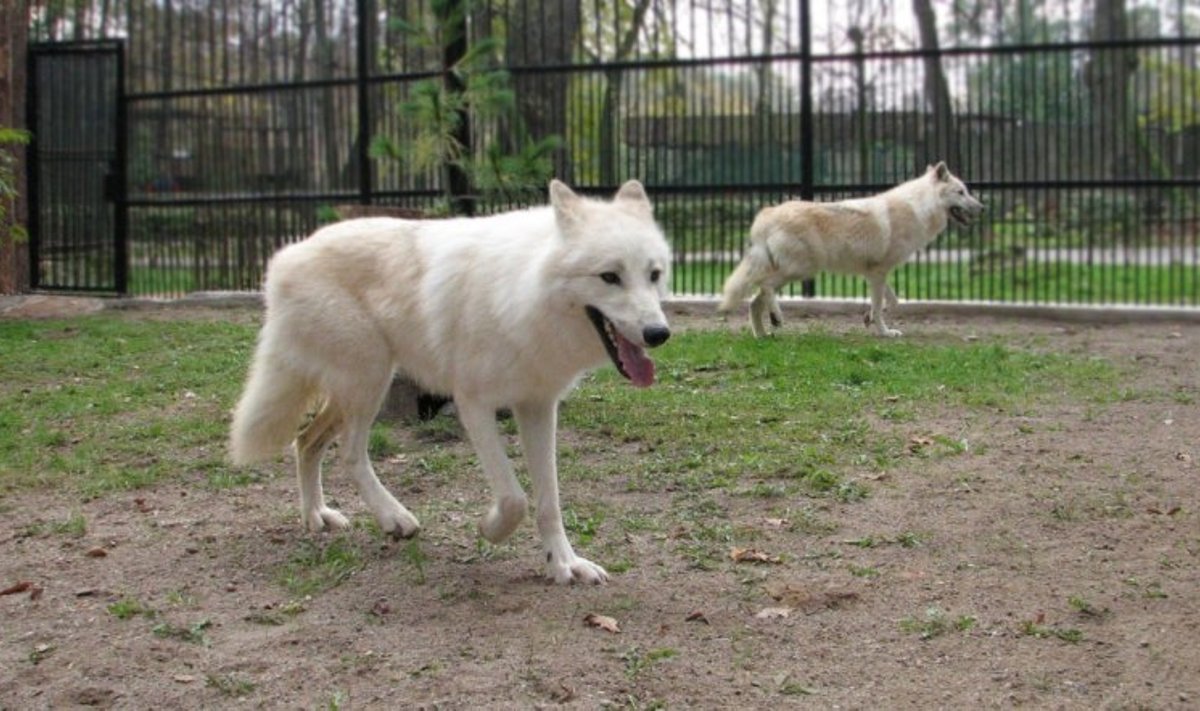 Į naująjį narvą zoologijos sode įleisti arktiniai vilkai