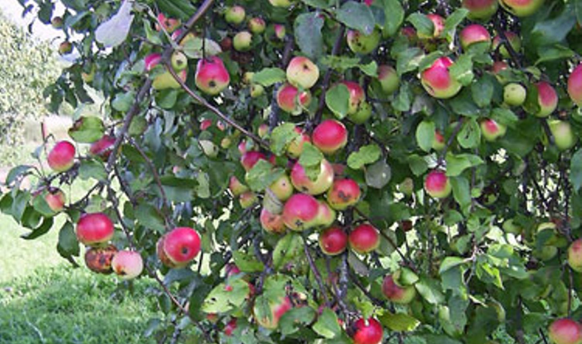 Obuoliai