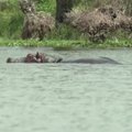 Kenijoje žvejus terorizuoja hipopotamai: išsigelbėti pavyko tik per plauką