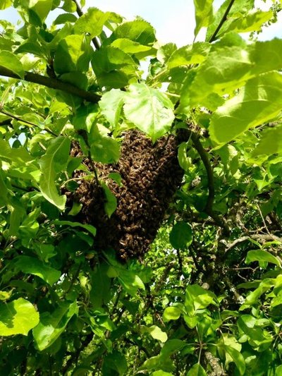 Ant obels rado bičių spiečių