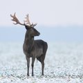 Kalėdiniame miestelyje gyvens ir Kalėdų senelio danieliai