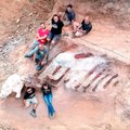Žemę kasinėjusio vyro namų kieme – pribloškiantis radinys: iškviesti mokslininkai aptiko didžiausio Žemėje gyvenusio padaro skeletą