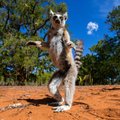 Madagaskaras: į jį verta nuvykti vien dėl žaismingų lemūrų