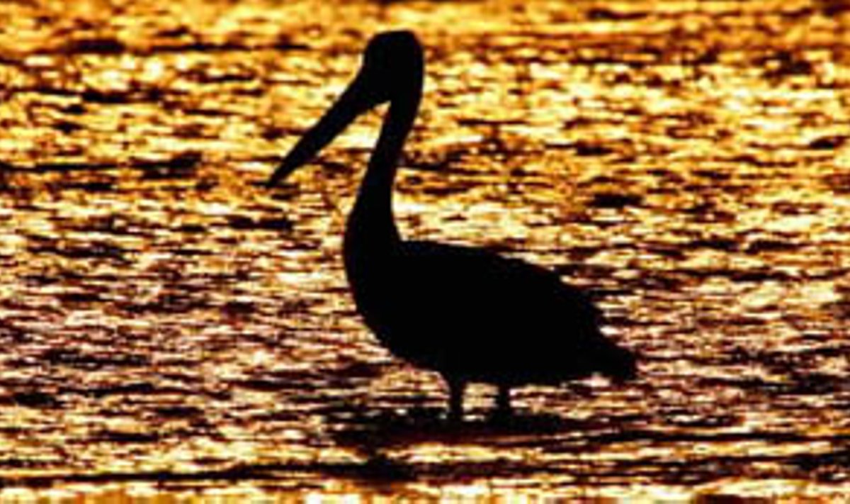 Sutemus pelikanas vandenyje tyko grobio. Towra Point gamtos rezervatas, Australija.