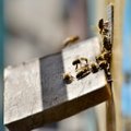 Amšiejaus patikrintas receptas gydyti bitėms