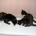 Keturi kačiukai, trys akytės ir beprotiška viltis – padėkite