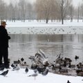Daugėja paukščių gripo atvejų: skelbiami draudimai lesinti paukščius