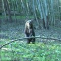 Rusijoje į laukinę gamtą sugrąžinti du lokiukai