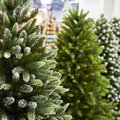 Kalėdos „Norfa“ prekybos centruose: papasakojo, kiek šiais metais kainuos eglutės