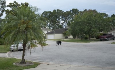 Meška klaidžioja toje pačioje gyvenvietėje, Floridoje