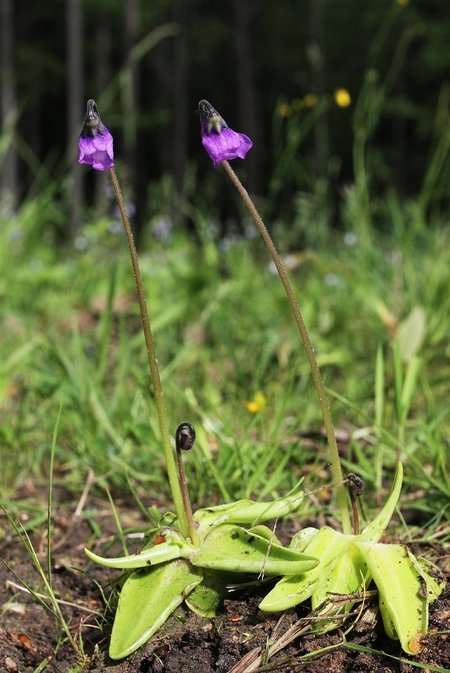 Pražydo vienas iš mūsų krašto vabzdžiaėdžių augalų – paprastoji tuklė