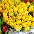 Литве "Подарок столетнего юбилея" – луковицы тюльпанов из Нидерландов
