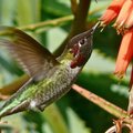 Bepiločių lėktuvėlių ir kolibrių dvikova: kas greitesnis?