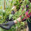 Kaip tinkamai genėti pomidorus: šis darbas būtinas