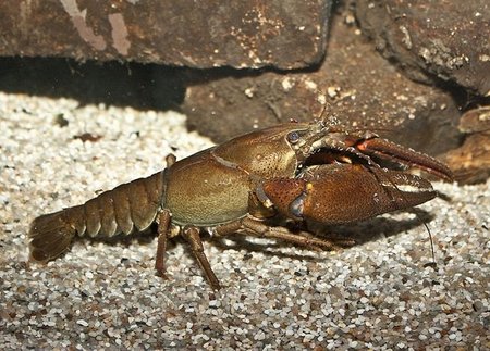 Plačiažnyplis vėžys (Astacus astacus)