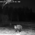В Рокишкском районе замечен бурый медведь