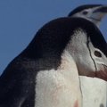 Antarktidoje sparčiai mažėjančių pingvinų statistika gąsdina mokslininkus