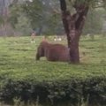 Rytinėje Indijoje drambliai sunaikino arbatos sodą