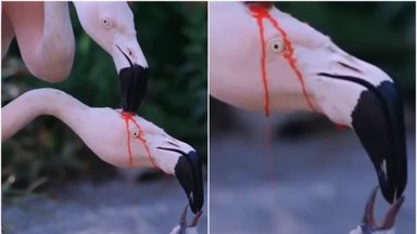 Ar flamingai mažylius maitina savo krauju?