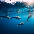 Naujosios Zelandijos įlankoje ant seklumos užplaukė dešimtys delfinų