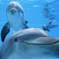 Lietuvos delfinai Graikijoje susilaukė palikuonio