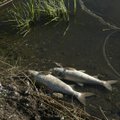 Rekordiniai karščiai ėmė marinti žuvis: upėse trūksta deguonies
