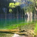 Gamtos stebuklai: paskendęs miškas Kaindy ežere