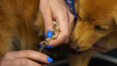 Šunų kirpėjos patarimai palengvins augintinio maudynes ir nagų kirpimą: šias gudrybes verta žinoti visiems